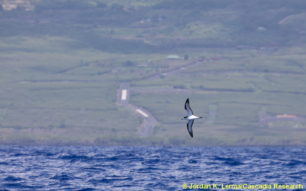 Hawaiian Petrel, Hawaii, petrel