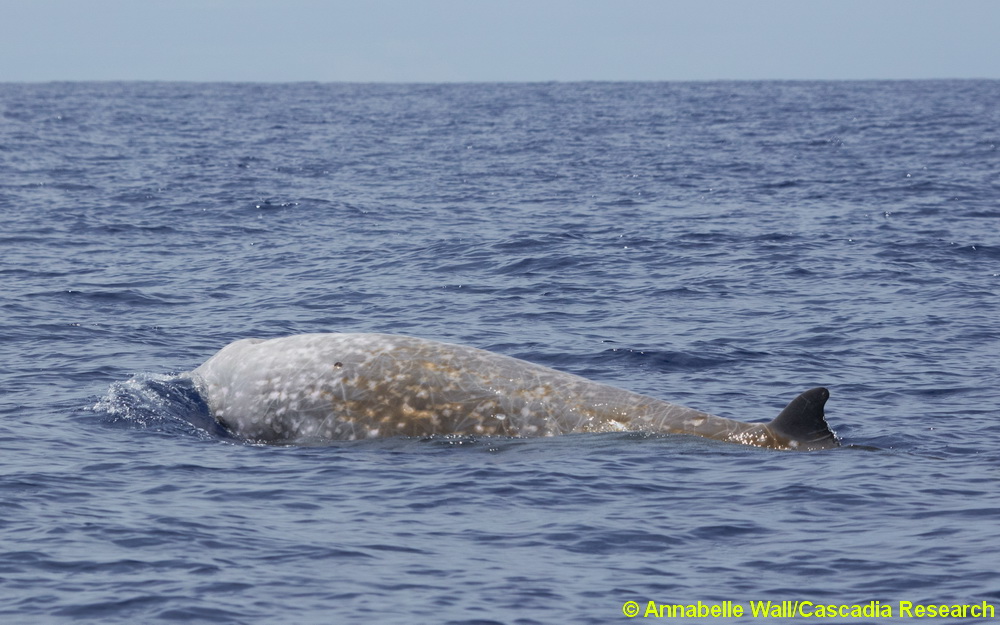 Ziphius, Cuvier's beaked whale, beaked whale, Hawaii, male