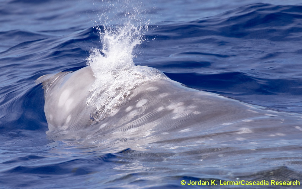 Cuvier's beaked whale, Ziphius, Hawaii, female