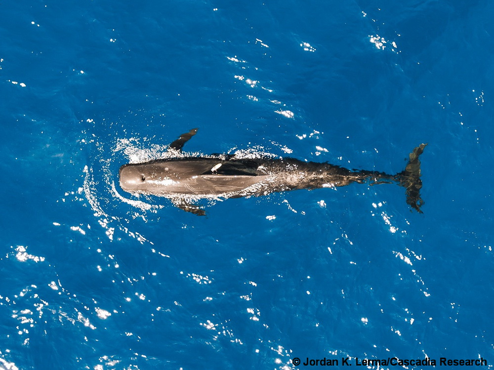 short-finned pilot whale, Globicephala macrorhynchus, Hawaii, Wildlife Computers, SMRT tag, tag