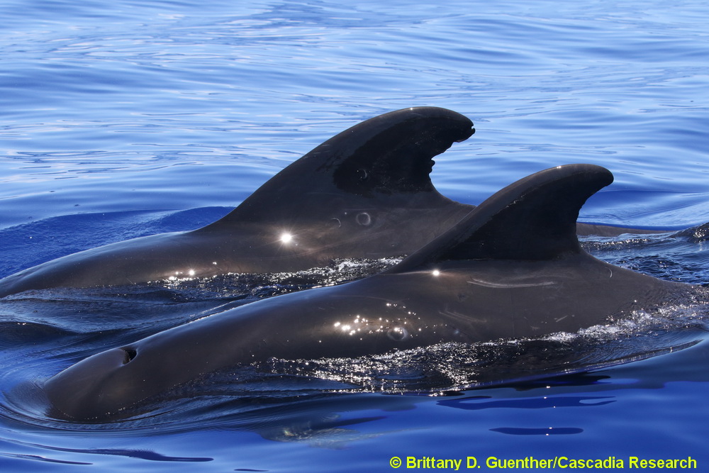 short-finned pilot whale, Globicephala, Hawaii