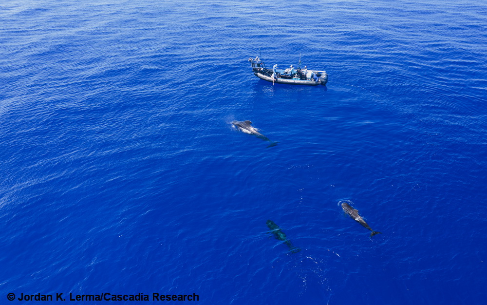 Drone, UAV, Mavic, Research, RHIB, Zodiac, Hawaii, pilot whale, Globicephala