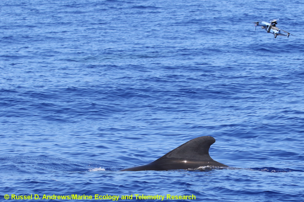 drone, UAV, UAS, pilot whale, Globicephala, short-finned pilot whale, Hawaii