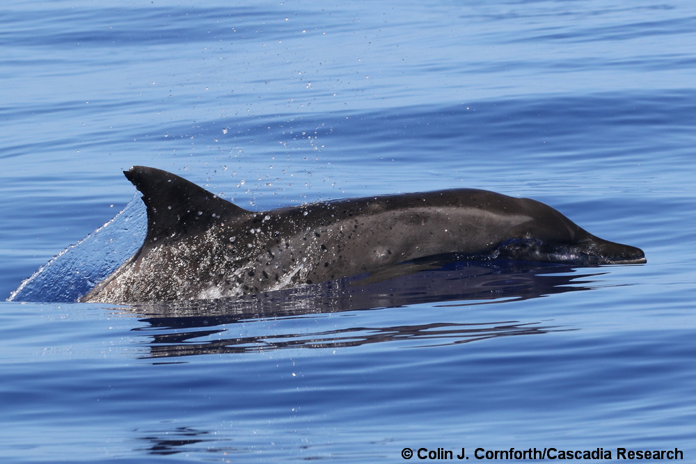 Steno, rough-toothed dolphin, Hawaii