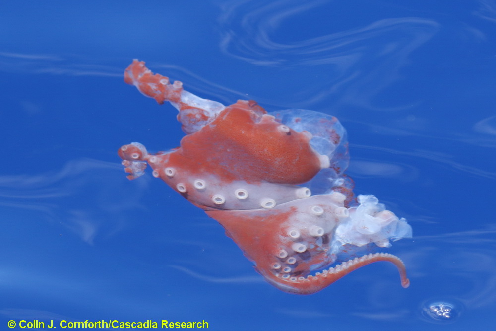 pelagic octopod, octopod, cephalopod, Hawaii, octopus 