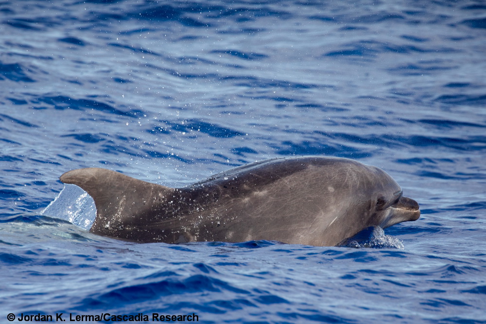 bottlenose dolphin, Tursiops truncatus, Hawaii