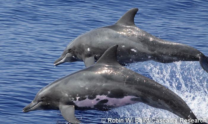 Rough-toothed dolphins in Hawai'i 