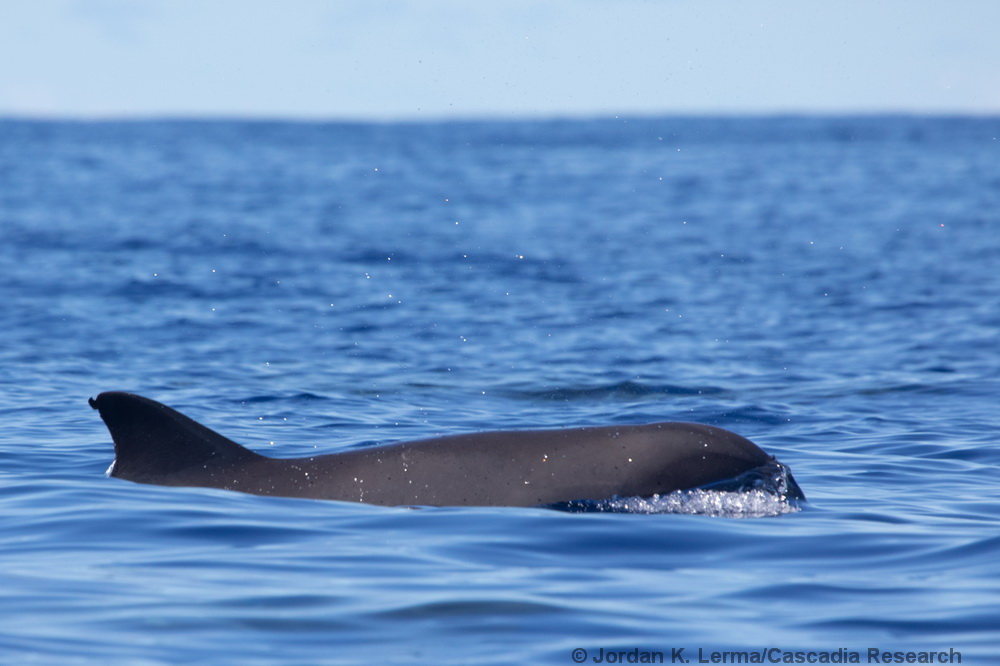 melon-headed whale, Peponocephala, Hawaii, Kona, Kohala residents