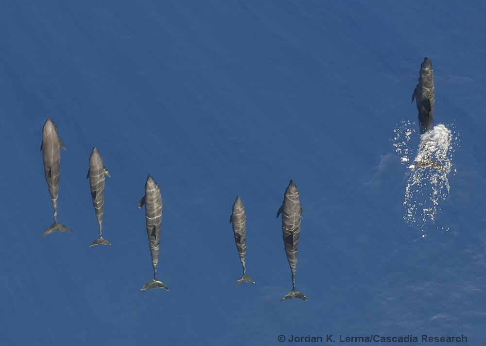Peponocephala, Melon-headed whales, Hawaii, drone, UAS, Kona