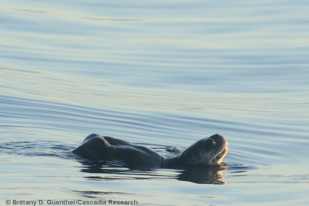 Olive Ridley sea turtle, sea turtle, Hawaii, Kona