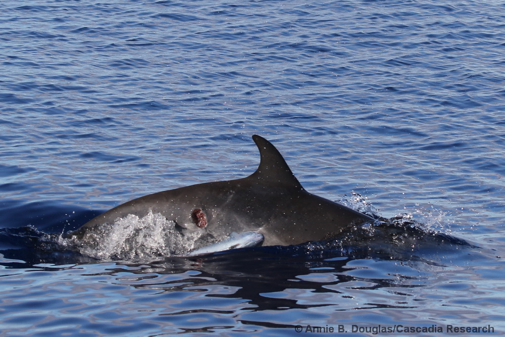 Stenella attenuata, spotted dolphin, Remora, Cookie-cutter shark, bite wound, Hawaii, Kona