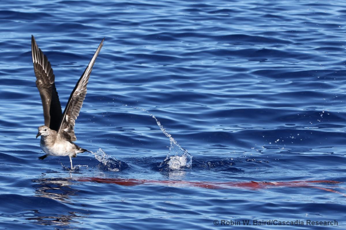 Kermadec Petrel, Squid, Hawaii, Kona