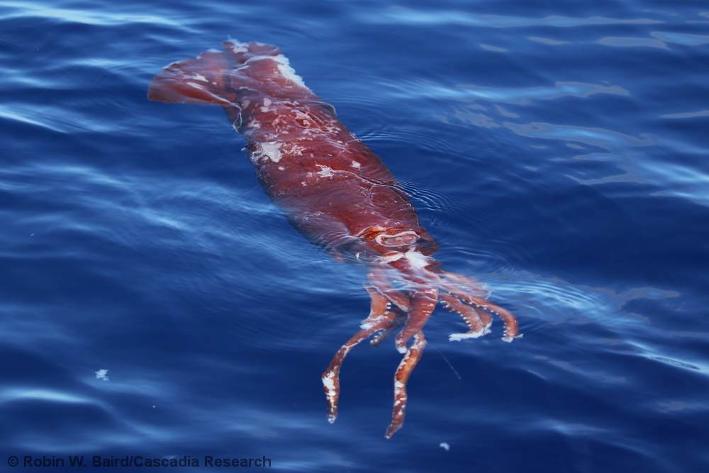 squid, Kona, Hawaii