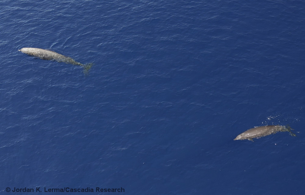 Ziphius cavirostris, Cuvier's beaked whale, Ziphiidae, Hawaii, rostrum, drone, UAS, Kona