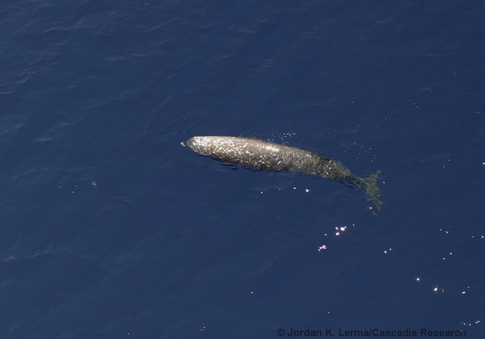 Cuvier's beaked whale, Ziphius, Hawaii, Kona, drone, UAS