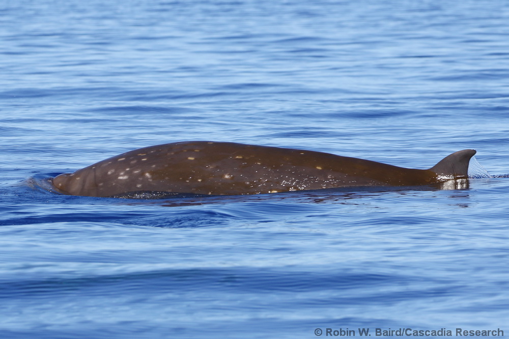 Ziphius, Cuvier's beaked whale, Hawaii, Kona