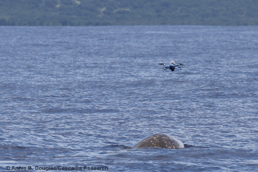 Cuvier's beaked whale, Ziphius, drone, UAS, sampling, breath, microbiome