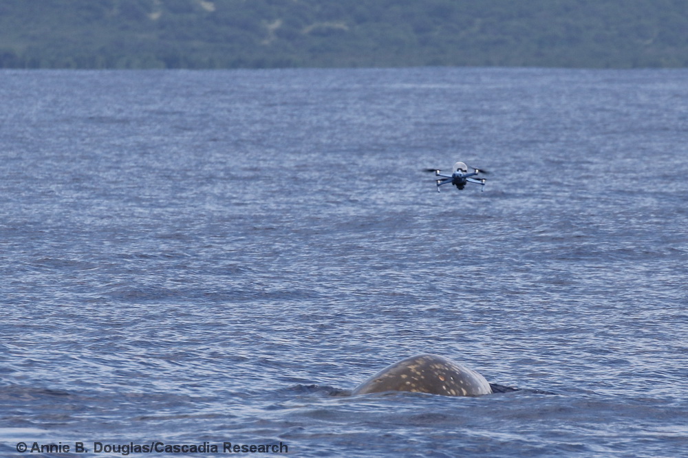 Ziphius, Cuvier's beaked whale, Hawaii, UAS, drone, UAV, breath sampling, Snot bot