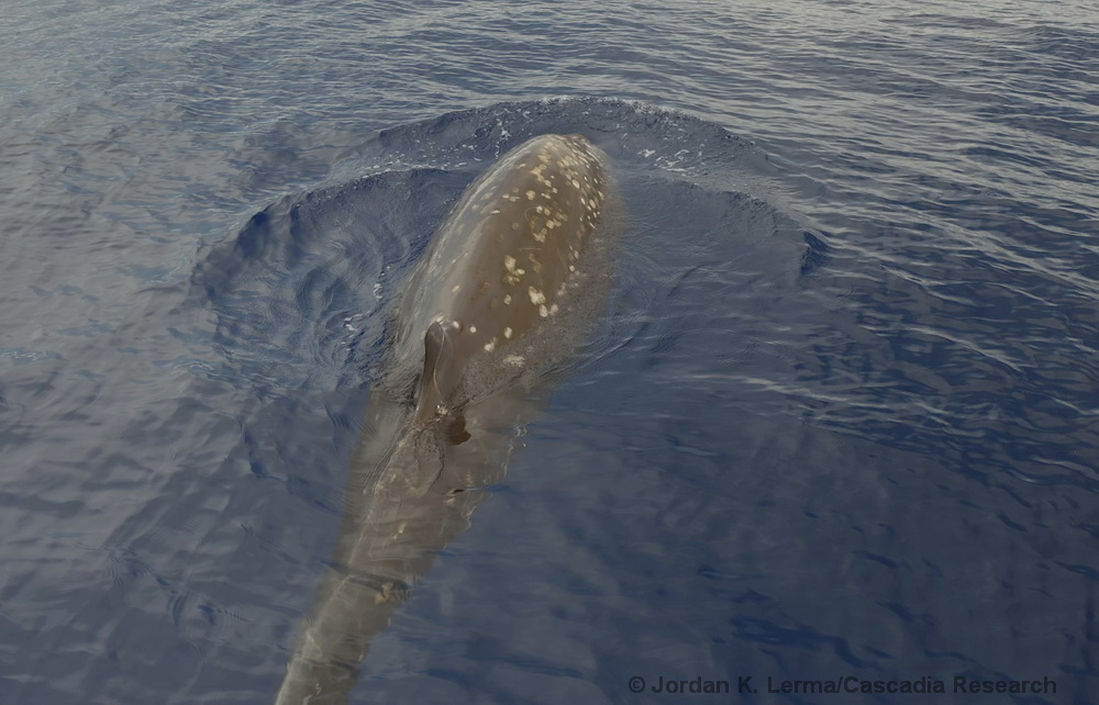 Cuvier's beaked whale, Ziphius, drone, UAS, Hawaii, Kona, breath, sample, microbiome