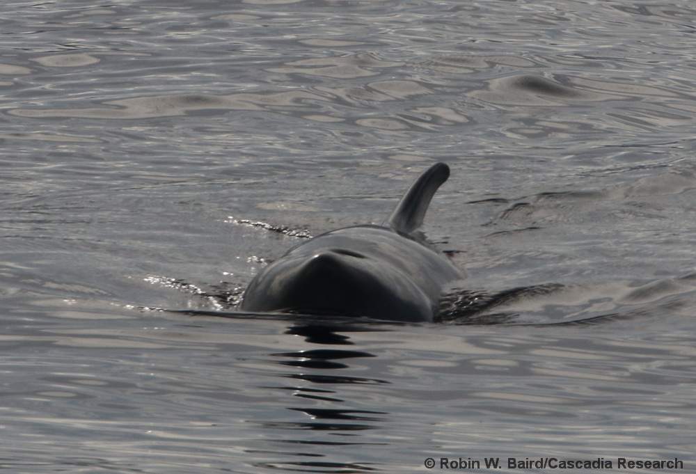 Kogia, dwarf sperm whale, Kona, Hawaii, Kogia sima