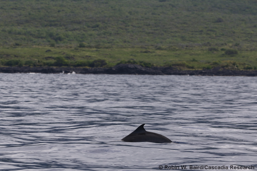 dwarf sperm whale, Kogia, Kogia sima, Kona, Hawaii