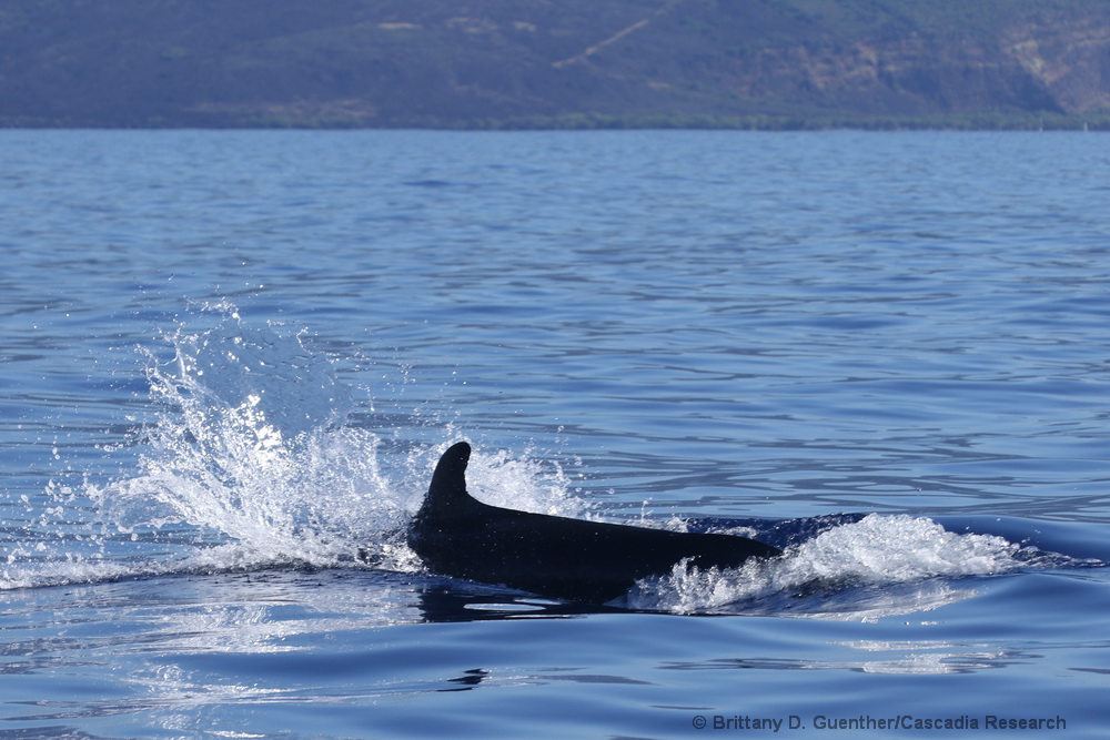 false killer whale, Pseudorca, Hawaii, Kona, Endangered, Cluster 3