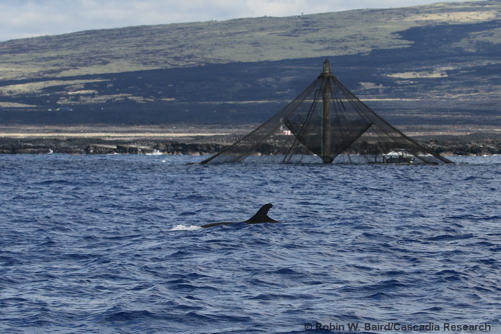 false killer whale, Pseudorca, endangered, aquaculture, fish farm, kampachi, kahala, amberjack, SeriolaKona, Hawaii