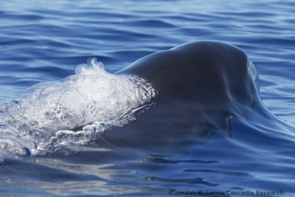 Pseudorca, false killer whale, endangered, Kona, Hawaii