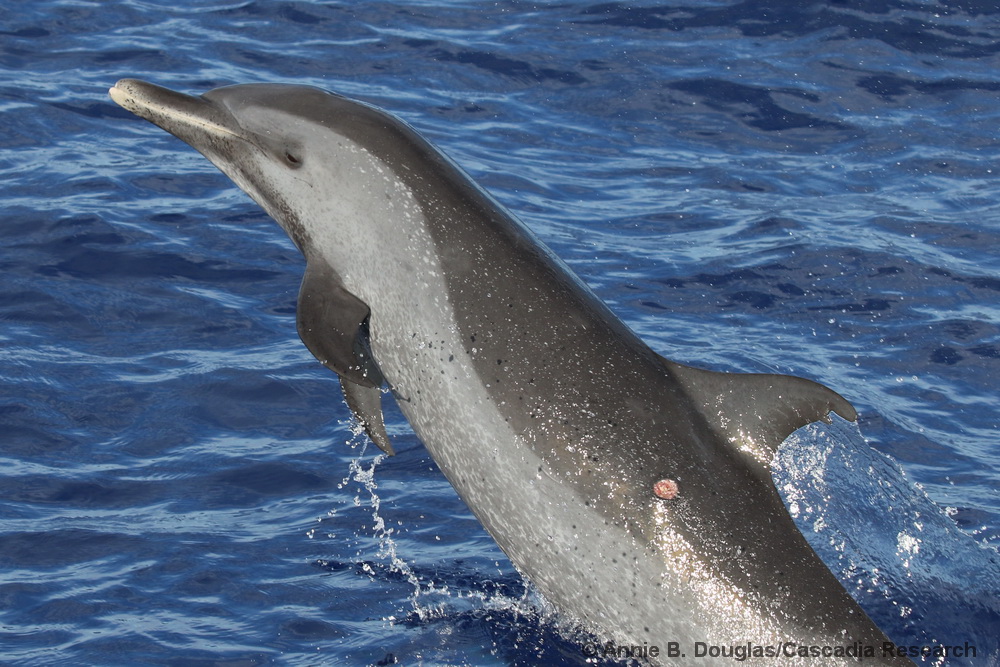 Stenella attenuata, pantropical spotted dolphin, Kiko, Hawaii, Kona