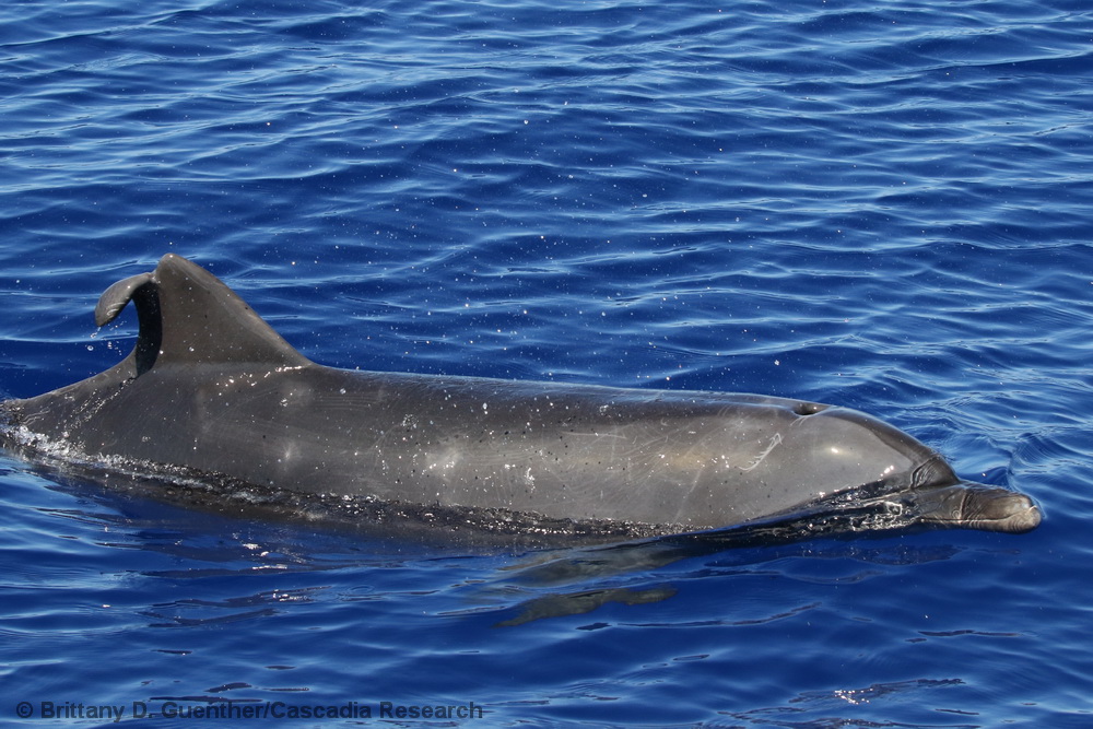 bottlenose dolphin, Tursiops truncatus, Kona, Hawaii, wound