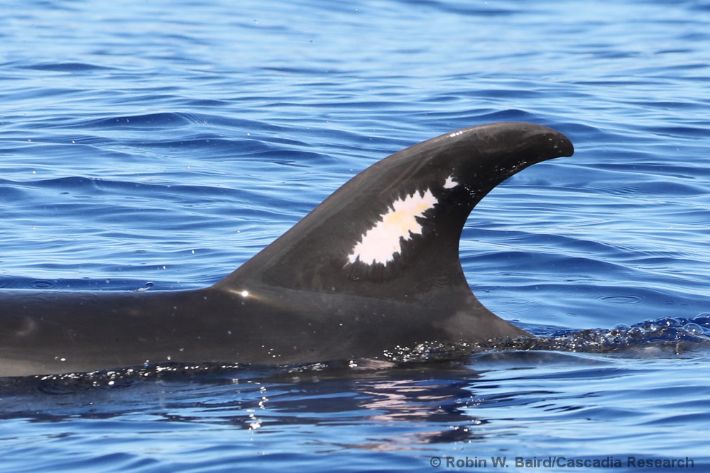 bottlenose dolphin, Tursiops truncatus, Kona, Hawaii, wound