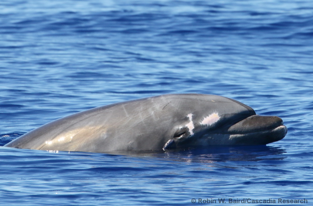 bottlenose dolphin, Tursiops truncatus, remora, Kona, Hawaii, wound