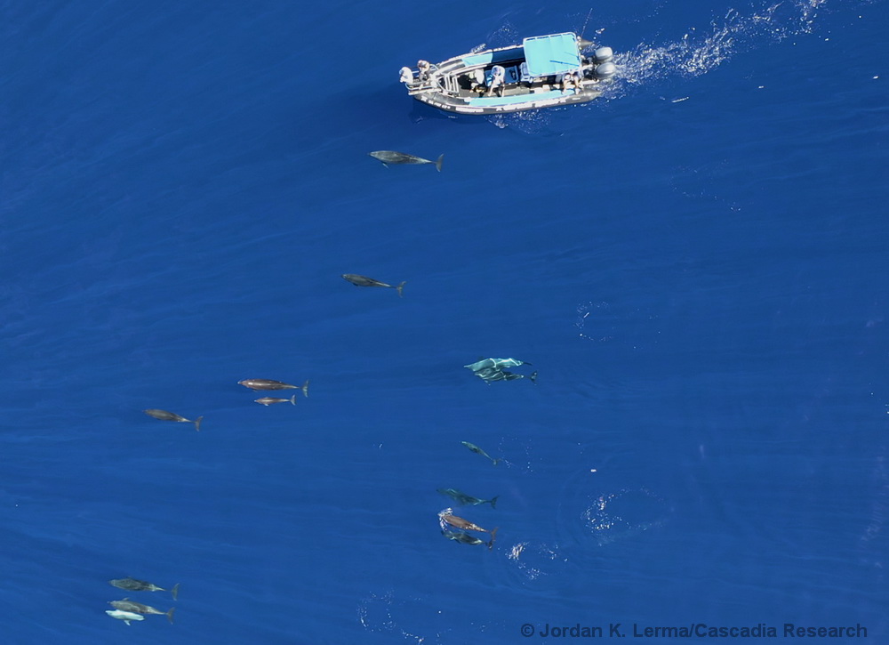 Kona, Hawaii, Tursiops, bottlenose dolphin, drone, UAS, research
