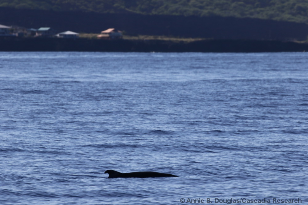 dwarf sperm whale, Kogia sima, Kona, Hawaii, Miloli'i, Milolii
