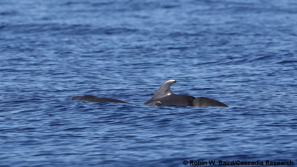 dwarf sperm whale, Kogia sima, Hawaii, injury