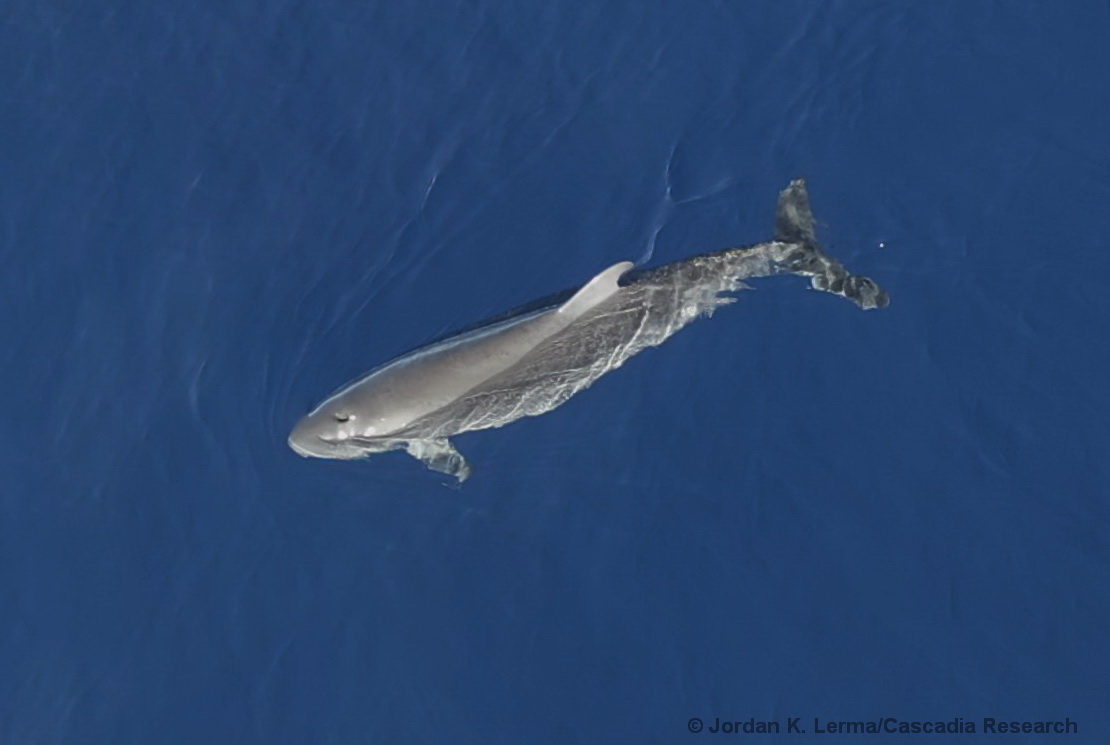 Dwarf sperm whale, Kogia sima, drone, UAS, aerial, Hawaii