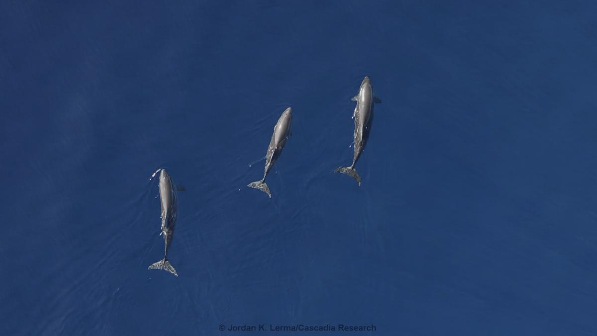 dwarf sperm whales, Hawaii, drone, UAS, aerial, Kogia sima