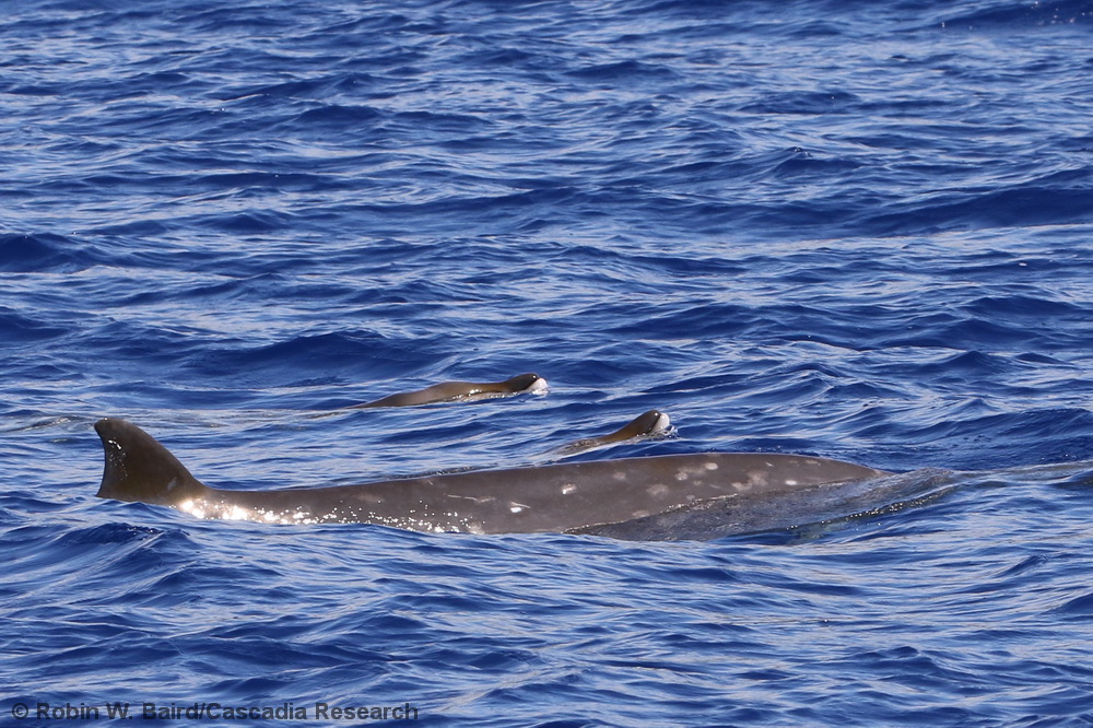 Mesoplodon, calf, Hawaii, Kona, Blainville's beaked whale, Mesoplodon densirostris