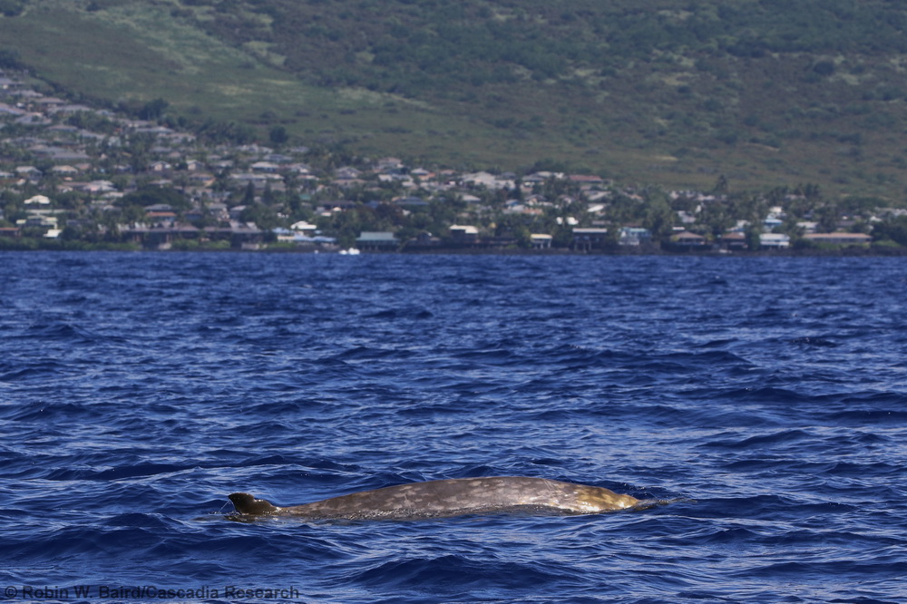 Kona, Hawaii, beaked whale, Mesoplodon, Mesoplodon densirostris, Blainville's beaked whale