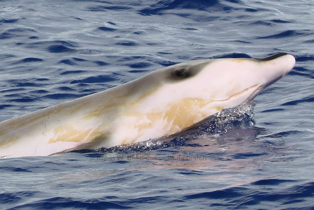 Mesoplodon, Blainville's beaked whale, Hawaii, calf, Mesoplodon densirostris