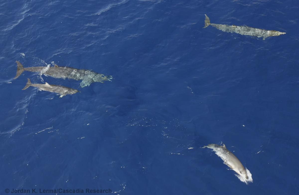 Mesoplodon, Blainville's beaked whale, beaked whale, Hawaii, drone, UAS, Mesoplodon densirostris