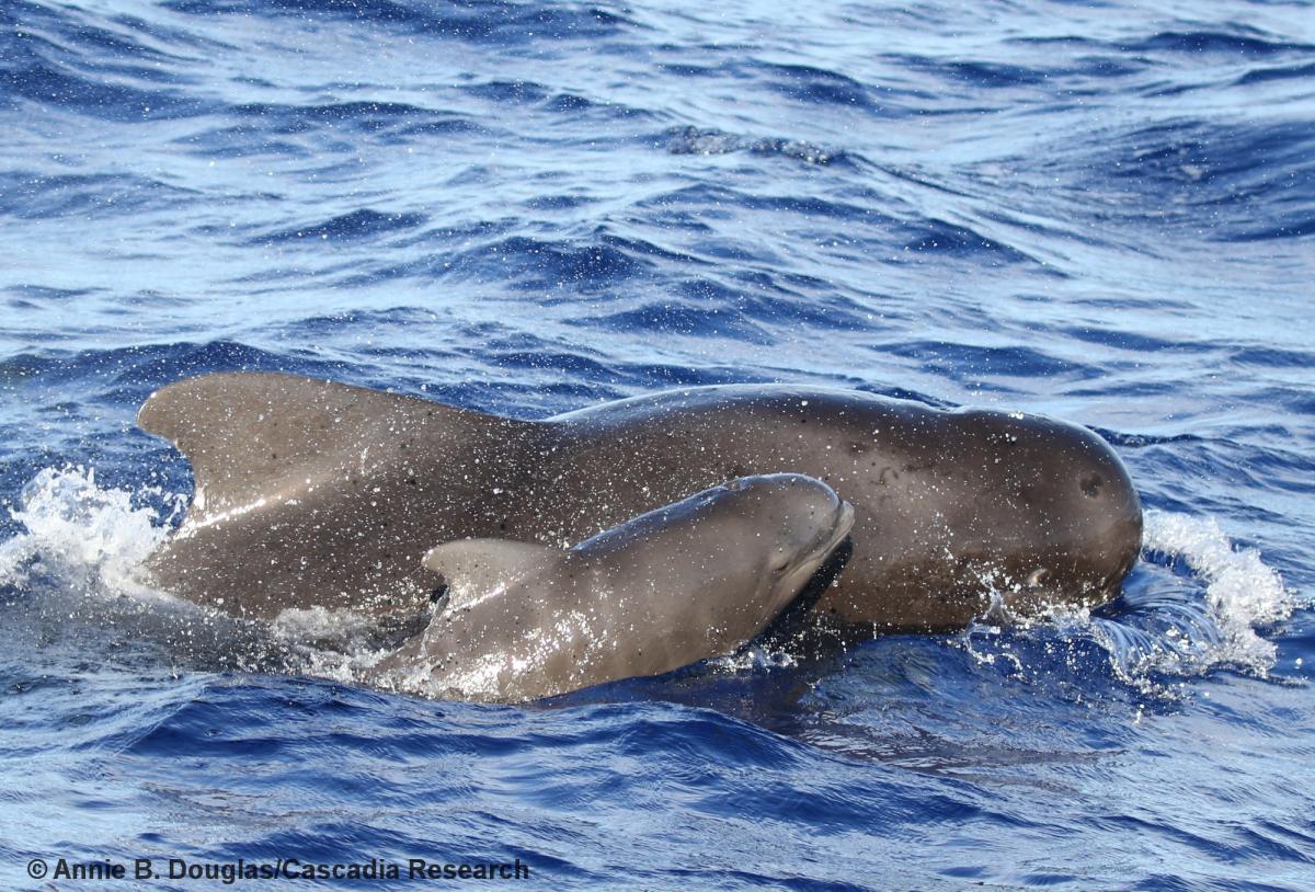 short-finned pilot whale, mother, infant, neonate, calf, Hawaii, Globicephala