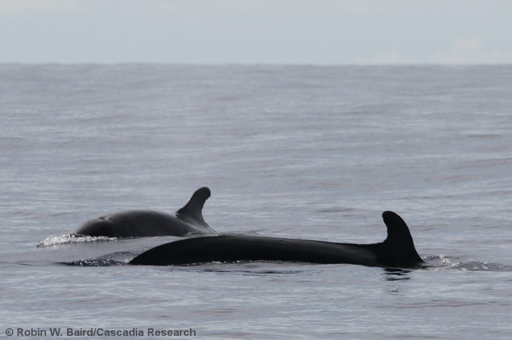 false killer whale, Pseudorca, Hawaii, pelagic, Kona