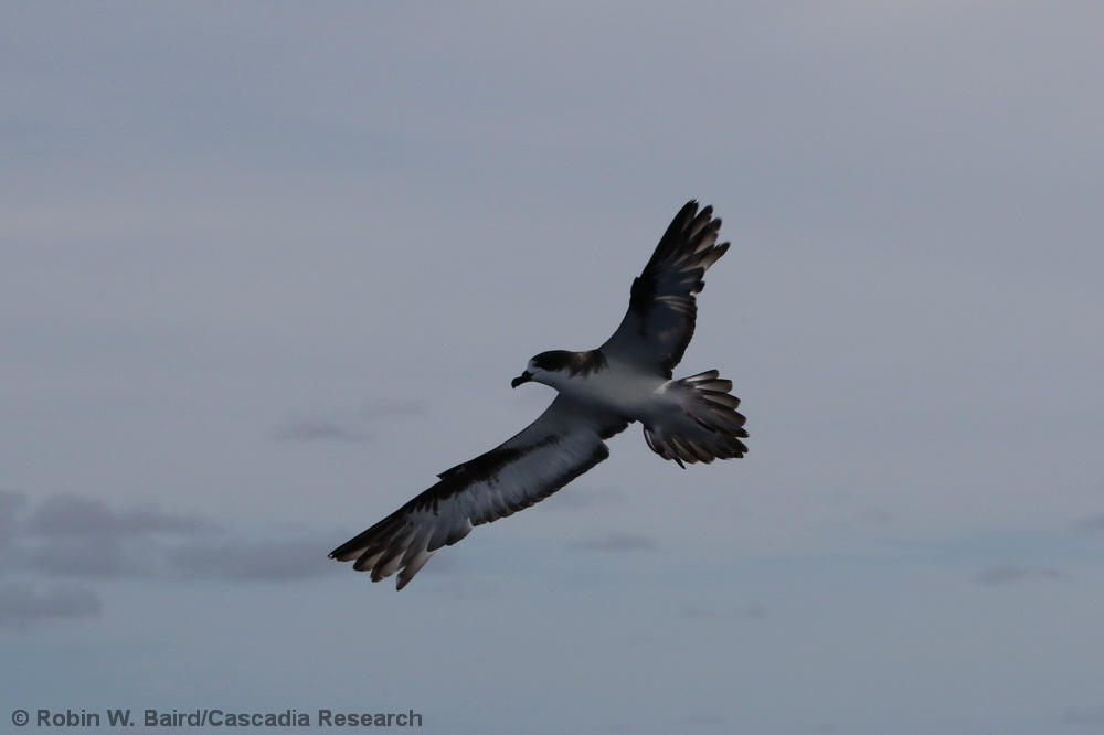 Hawaiian petrel, Pterodroma, Hawaii, Kona, seabird