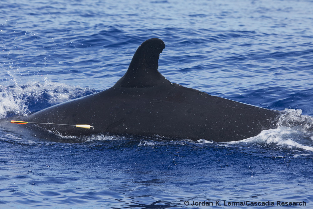 Pseudorca, false killer whale, biopsy, sampling, genetics, Hawaii, Kona
