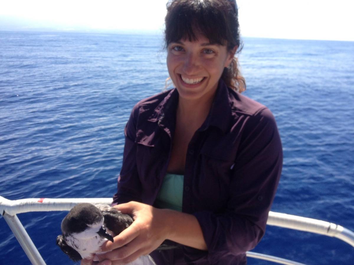 Hawaiian Petrel, Amy Van Cise