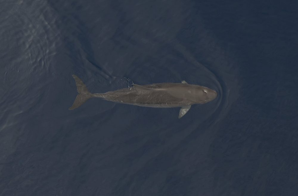 dwarf sperm whale, Kogia, drone, aerial, Hawaii, UAS