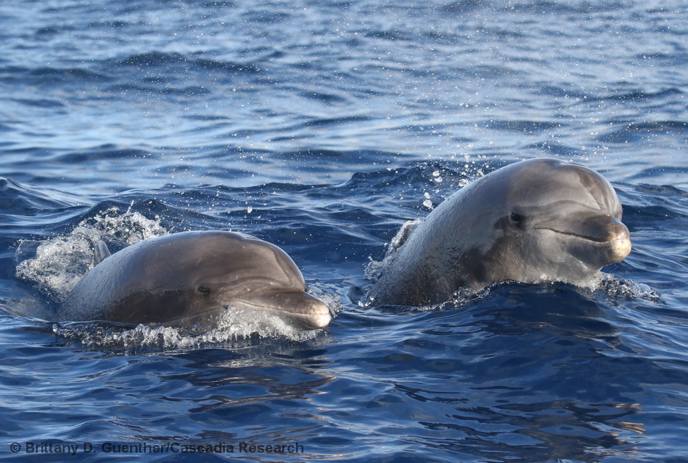 Tursiops, bottlenose dolphin, Hawaii, Kauai, dolphin