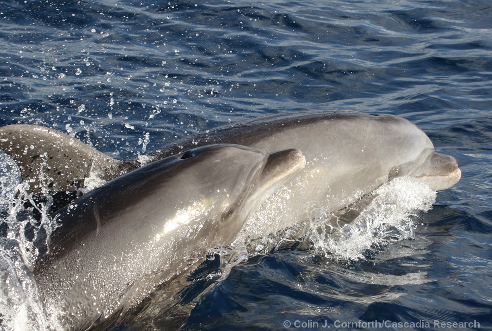 Tursiops, bottlenose dolphin, Hawaii, Kauaʻi, Kauai, dolphin