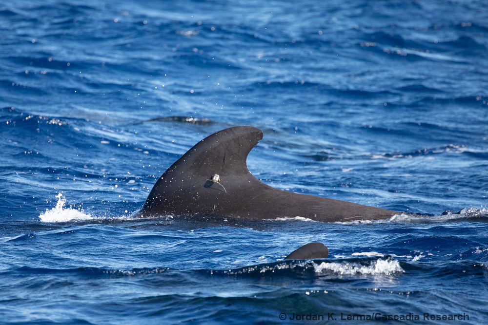 short-finned pilot whale, Kauai, Hawaii, satellite tag, Globicephala macrorhynchus